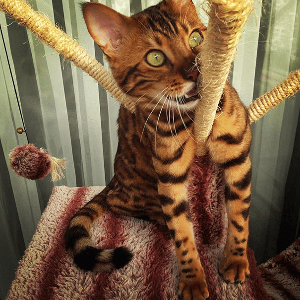 the Bengal Cat 