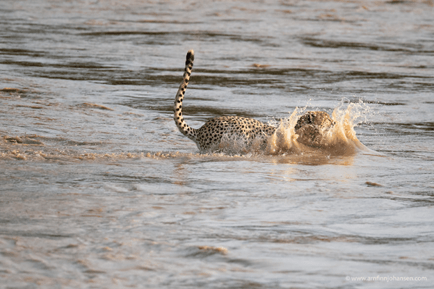 Cheetahs Crossing A River