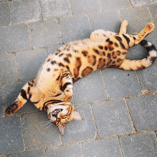 the Bengal Cat 