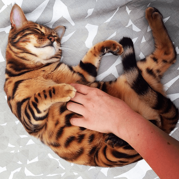 the Bengal Cat 