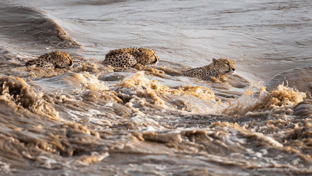 Cheetahs Crossing A River