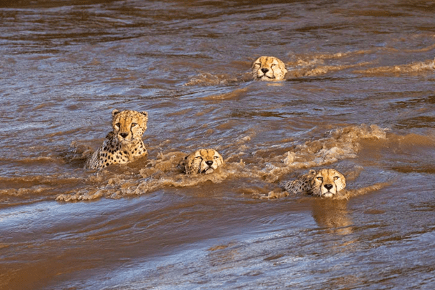 Cheetahs Crossing A River