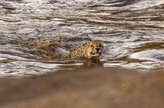 Cheetahs Crossing A River