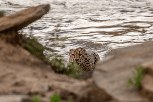 Cheetahs Crossing A River