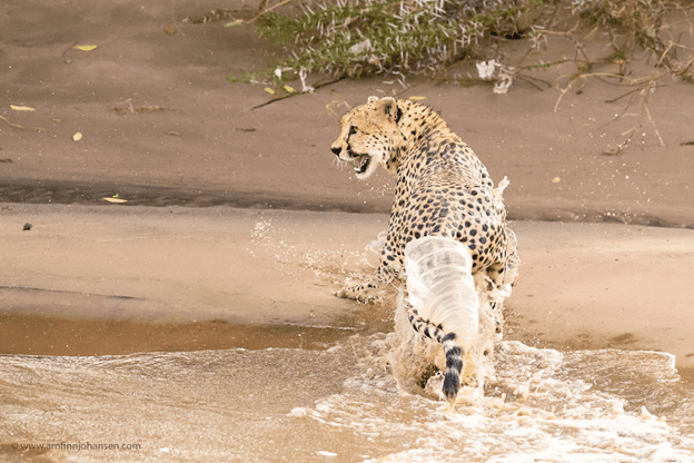 Cheetahs Crossing A River