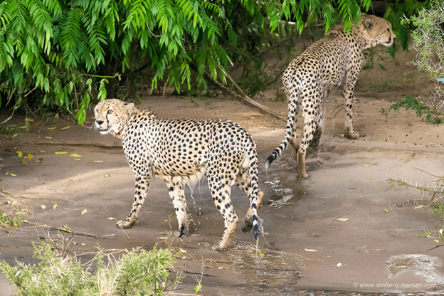 Cheetahs Crossing A River