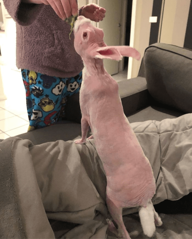 hairless bunny