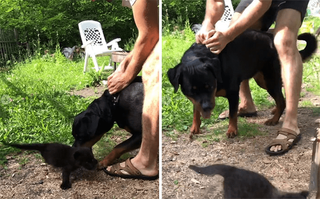 A Rottweiler and a human raise panther 