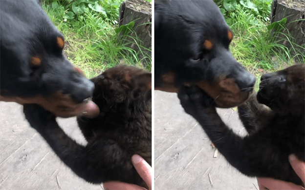 A Rottweiler and a human raise panther 