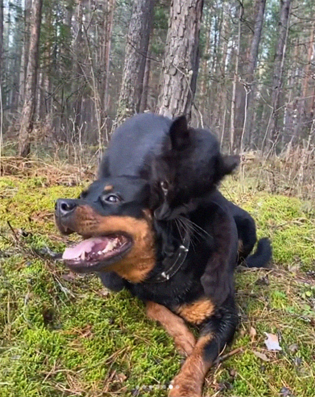 A Rottweiler and a human raise panther 