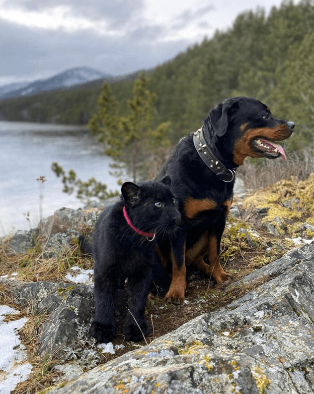 A Rottweiler and a human raise panther 