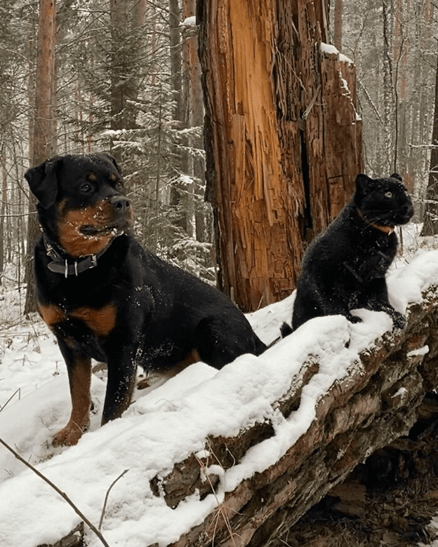 A Rottweiler and a human raise panther 
