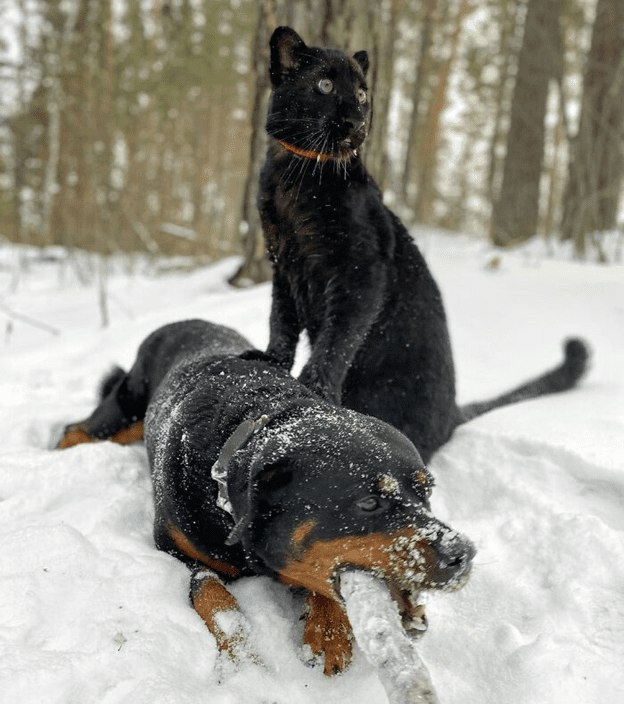 A Rottweiler and a human raise panther 