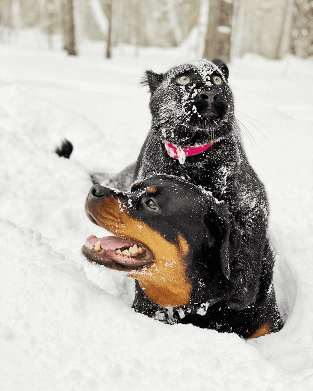 A Rottweiler and a human raise panther 