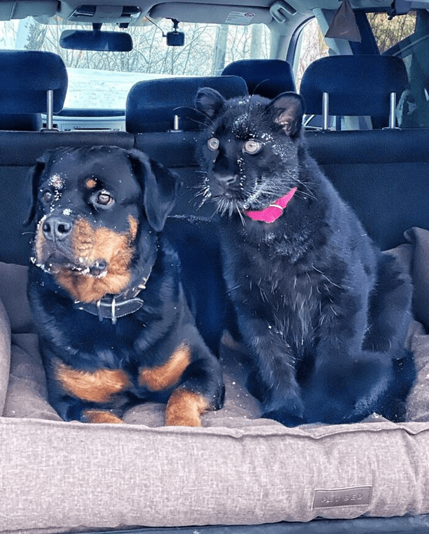 A Rottweiler and a human raise panther 