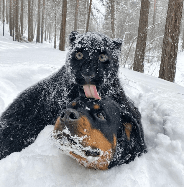 A Rottweiler and a human raise panther 