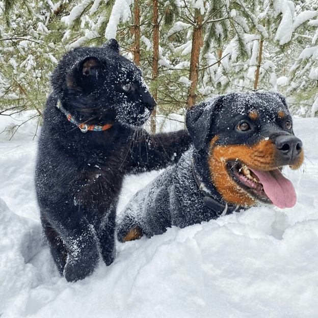 A Rottweiler and a human raise panther 