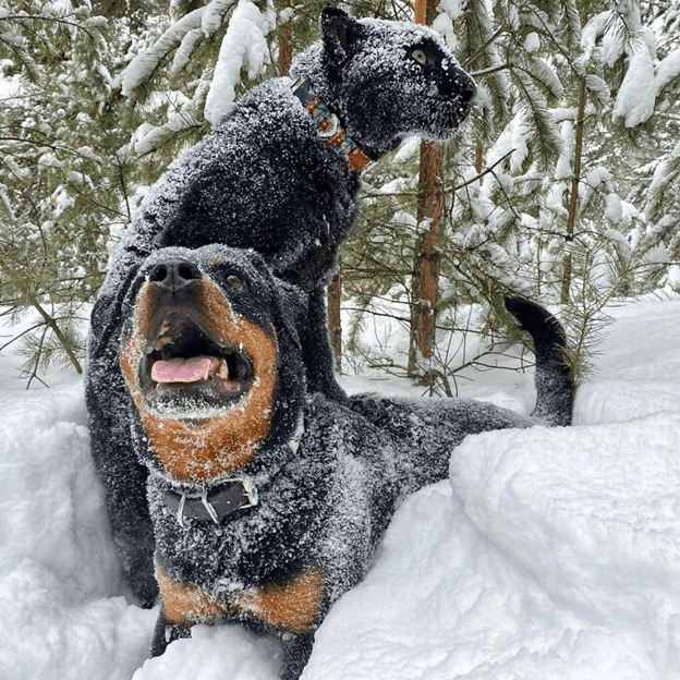 A Rottweiler and a human raise panther 