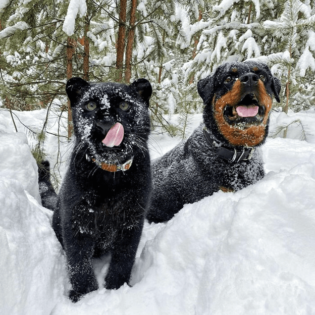 A Rottweiler and a human raise panther 