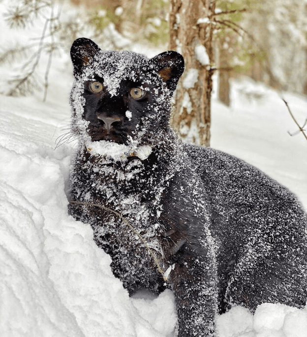 a human raise panther 