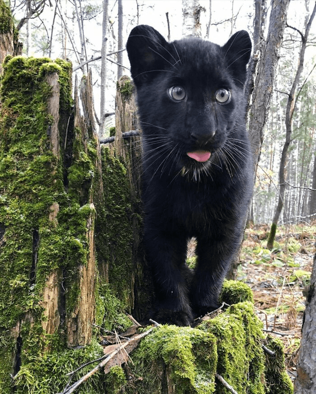 a human raise panther 