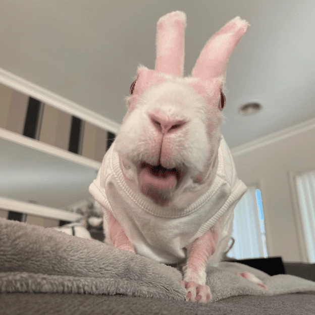 hairless bunny