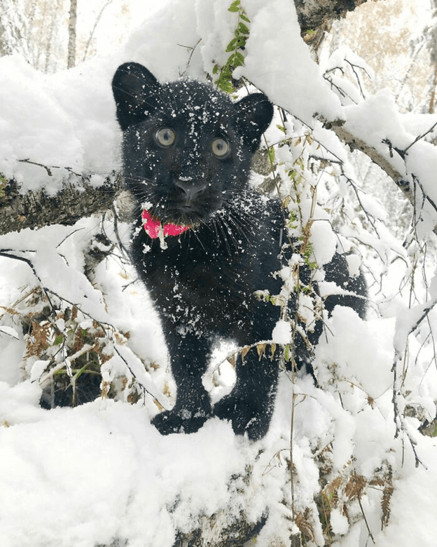  a human raise panther 