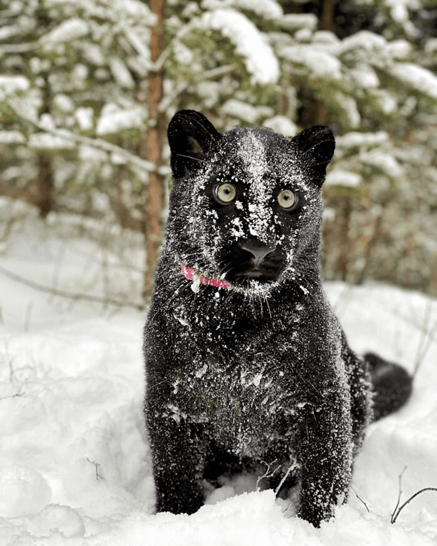  a human raise panther 