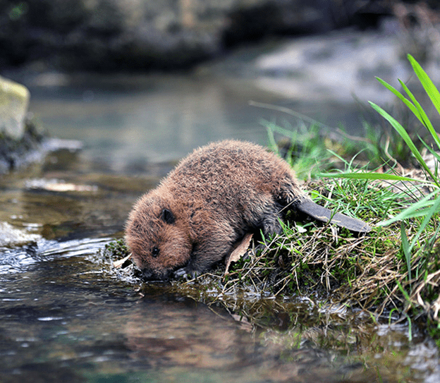 Baby Beavers