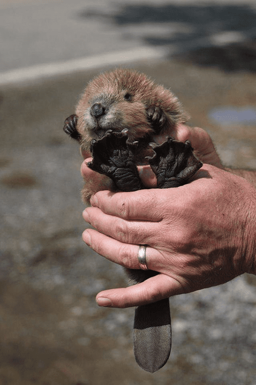 Baby Beavers