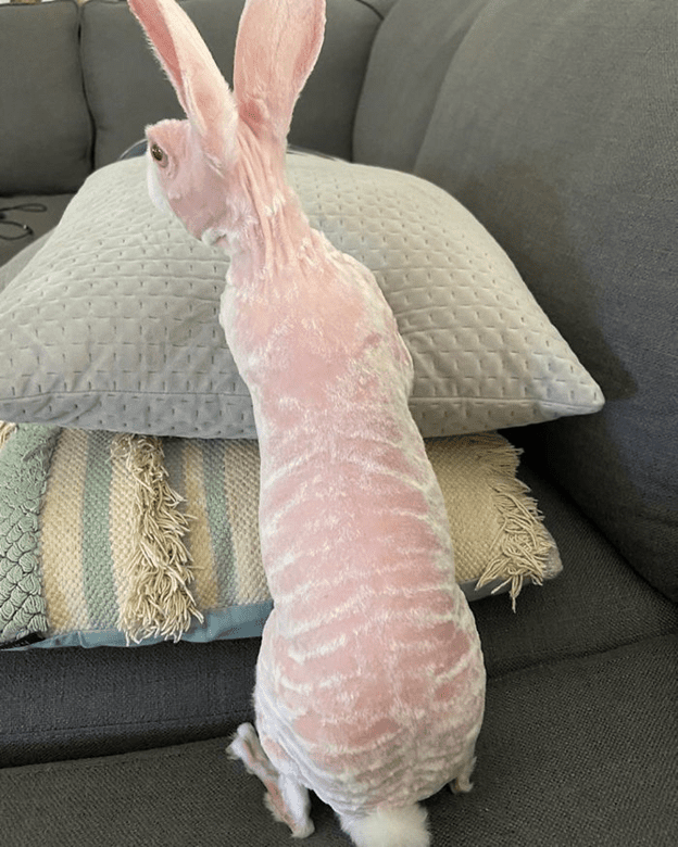 hairless bunny