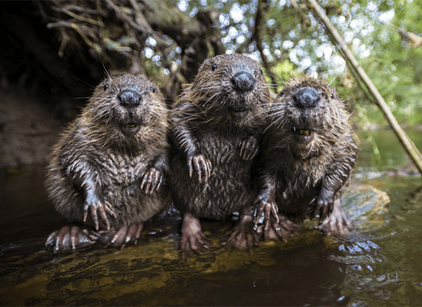 Baby Beavers