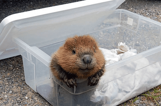 Baby Beavers