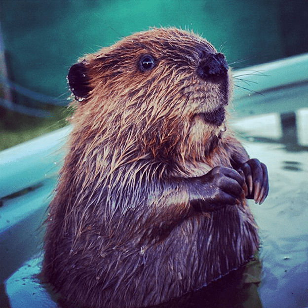 Baby Beavers