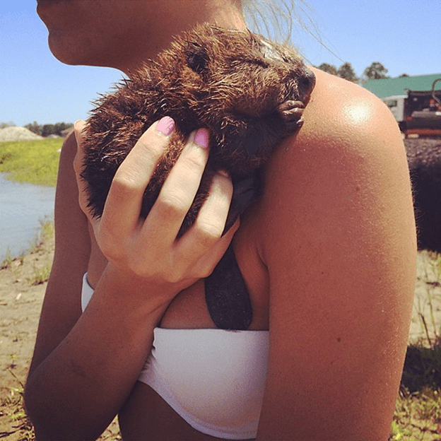 Baby Beavers