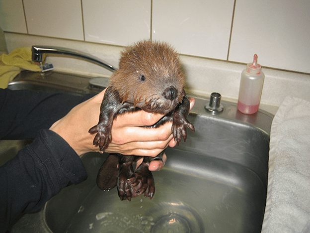 Baby Beavers