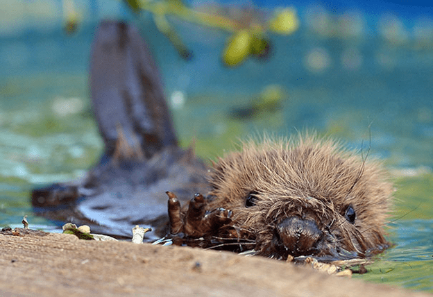 Baby Beavers