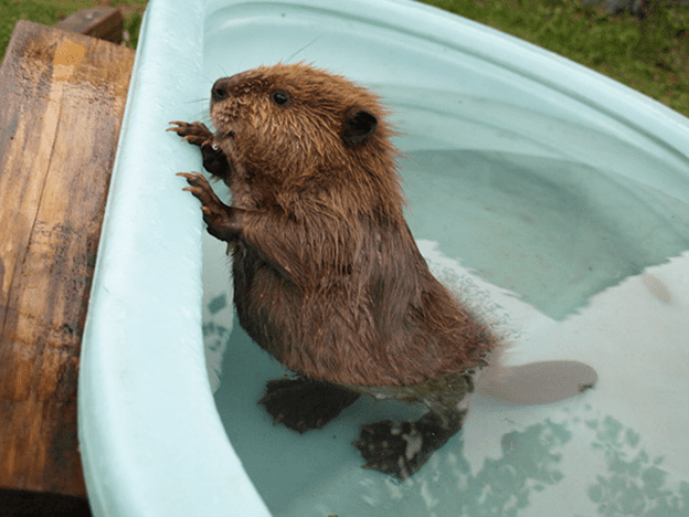 Baby Beavers