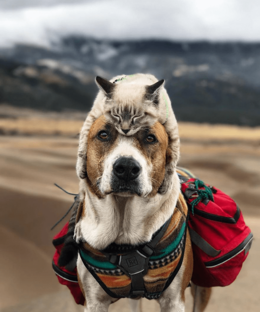 cat and dog 