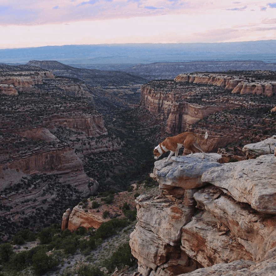 cat and dog 