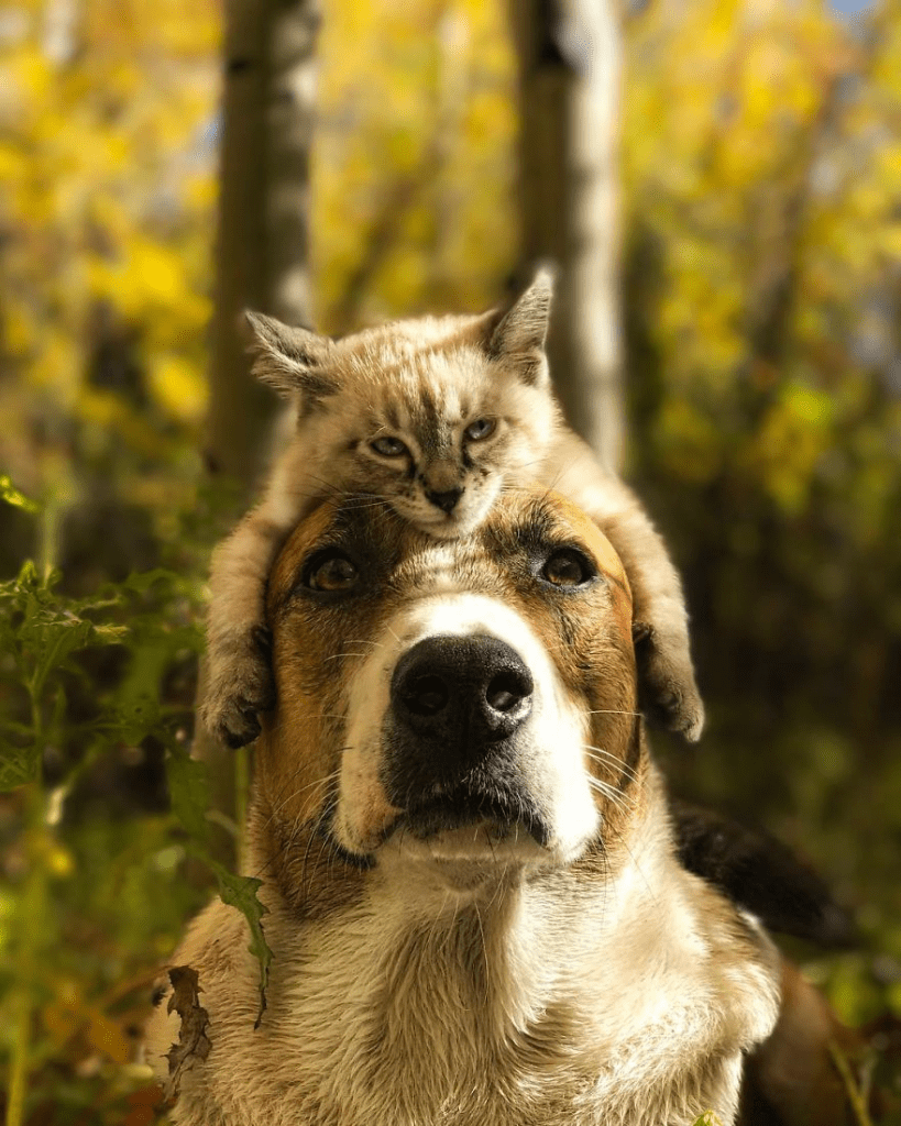 cat and dog 