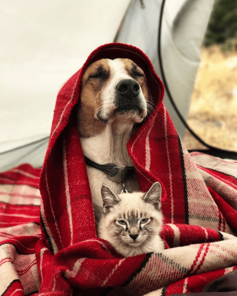 cat and dog 