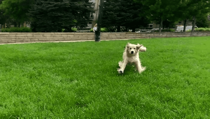 Golden Retriever