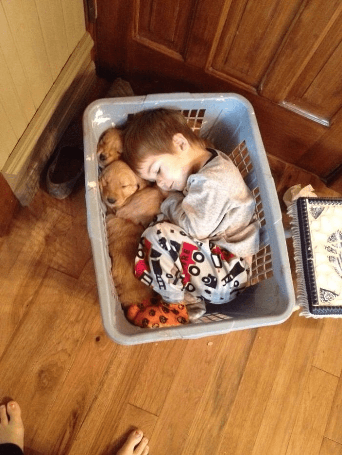 Golden Retriever Puppies.