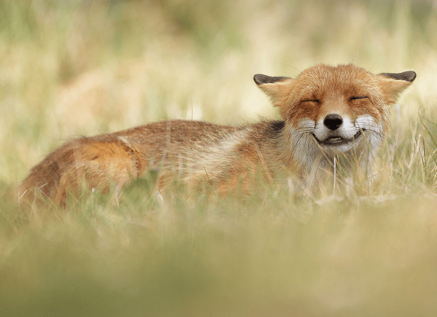 fox