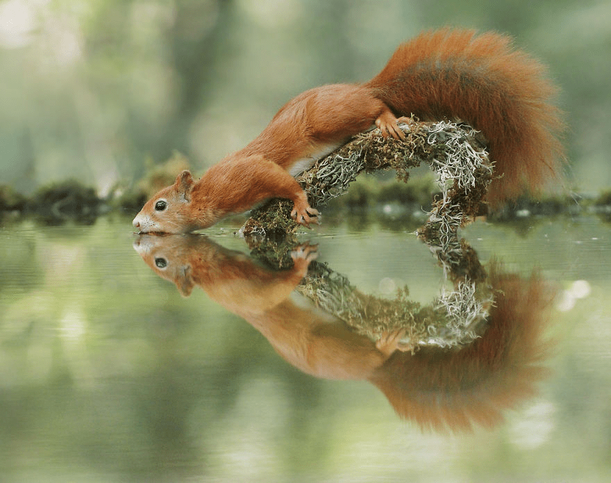 Squirrel