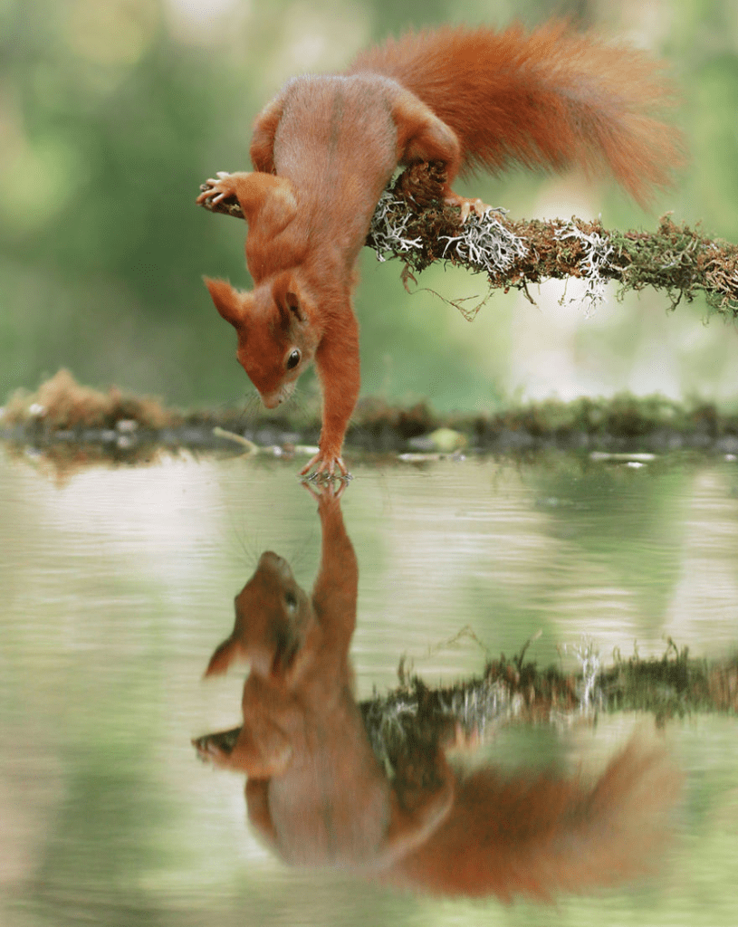 Squirrel