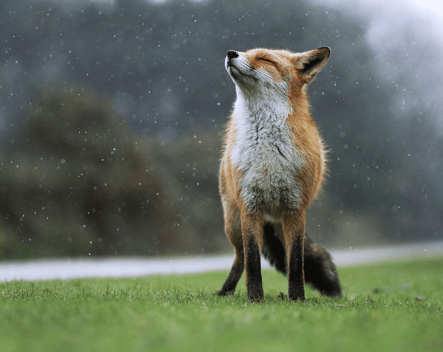 red fox