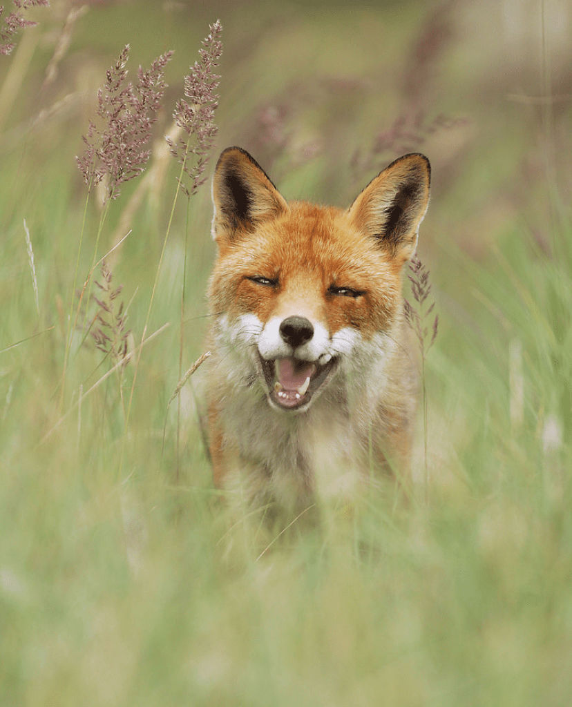 happy fox