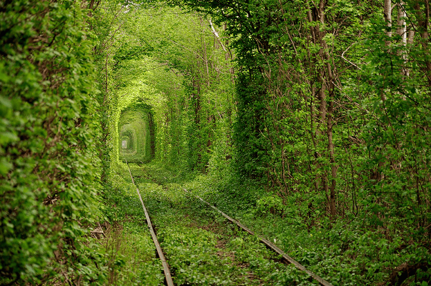 tree tunnels